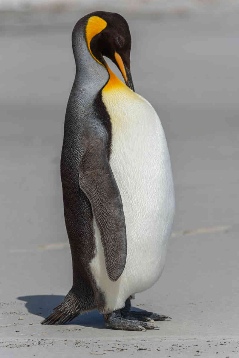 Pingüino Rey - islas Falkland o Malvinas 04.jpg